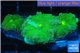 Ricordea yuma green 3 polyps WYSIWYG acclimaté