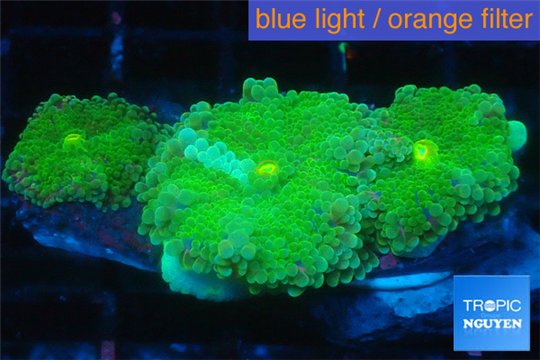 Ricordea yuma green 3 polyps WYSIWYG acclimaté