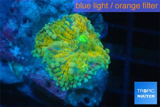 Ricordea yuma golden 1 polyp WYSIWYG acclimaté