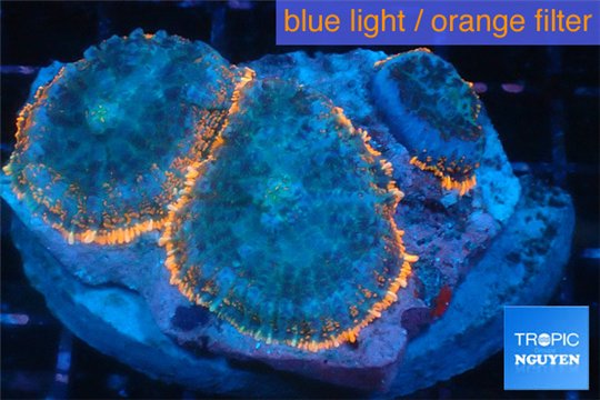 Rhodactis red blue superman 3 polyps WYSIWYG acclimaté