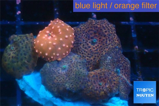 Discosoma red blue spot + Discosoma red white spot 4-7 cm WYSIWYG acclimaté