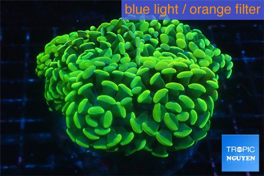 Euphyllia paraancora banana 8-12 cm WYSIWYG acclimaté