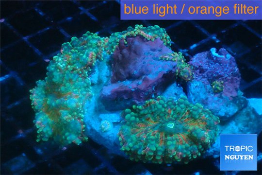 Ricordea golden sunset 8-12 cm WYSIWYG acclimaté