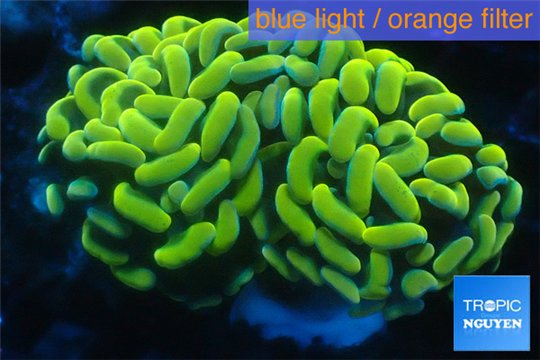 Euphyllia paraancora orange golden 4-6 cm WYSIWYG acclimaté