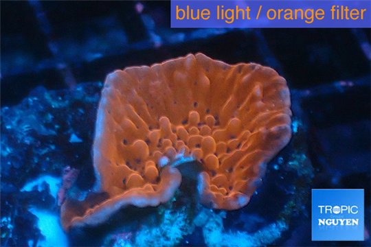 Montipora red & purple polyps 2-3 cm WYSIWYG acclimaté