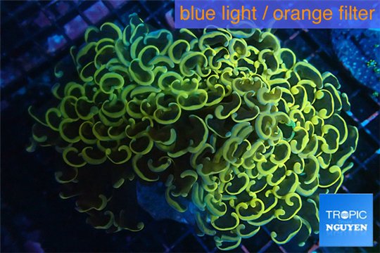 Euphyllia ancora rainbow 7-14 cm WYSIWYG acclimaté