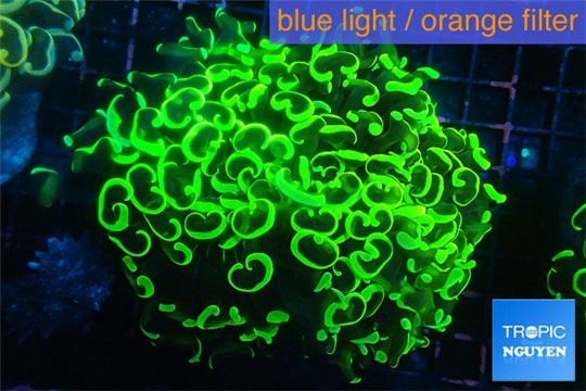 Euphyllia paraancora neon green 8-12 cm WYSIWYG acclimaté