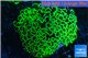 Euphyllia paraancora neon green 8-12 cm WYSIWYG acclimaté