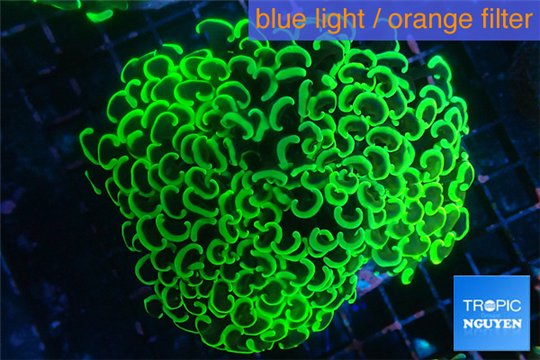 Euphyllia paraancora neon green 8-12 cm WYSIWYG acclimaté