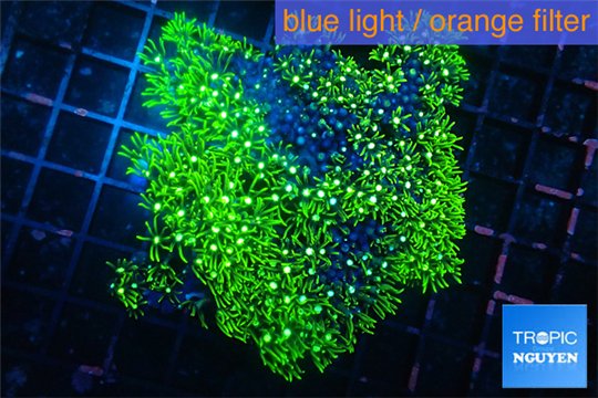 Pachyclavularia neon green 8-12 cm WYSIWYG acclimaté