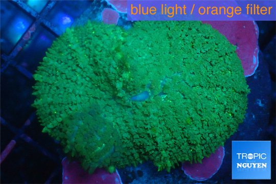 Rhodactis green big leaf 4-6 cm WYSIWYG acclimaté