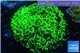 Euphyllia paraancora neon green 8-12 cm WYSIWYG acclimaté