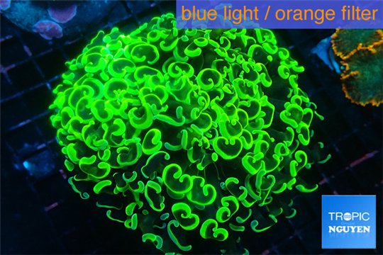Euphyllia paraancora neon green 8-12 cm WYSIWYG acclimaté
