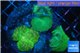 Discosoma green 4 polyps WYSIWYG acclimaté