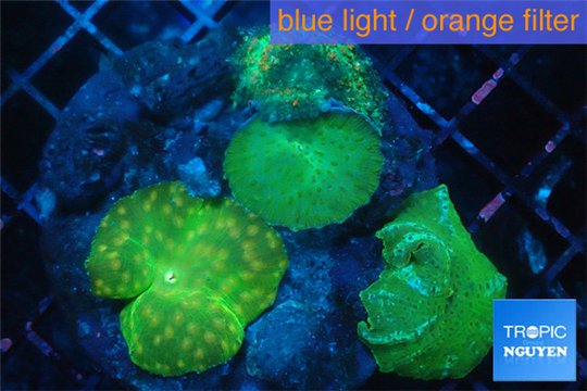 Discosoma green 4 polyps WYSIWYG acclimaté