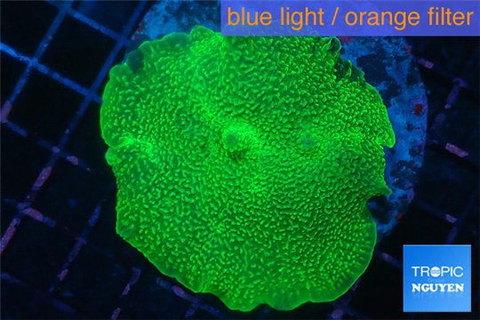 Rhodactis mussoides green 4-6 cm WYSIWYG acclimaté