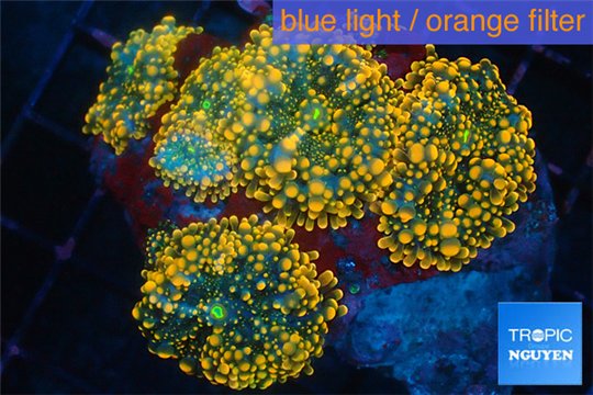 Ricordea yuma red 8-12 cm WYSIWYG acclimaté