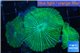 Discosoma striata green blue 3 polyps WYSIWYG acclimaté