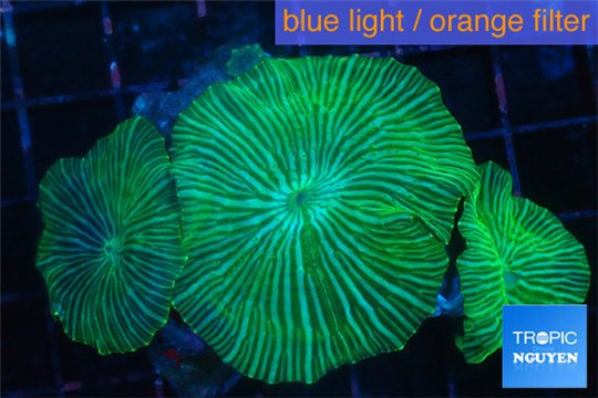 Discosoma striata green blue 3 polyps WYSIWYG acclimaté