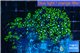 Pachyclavularia neon green 6-8 cm WYSIWYG acclimaté