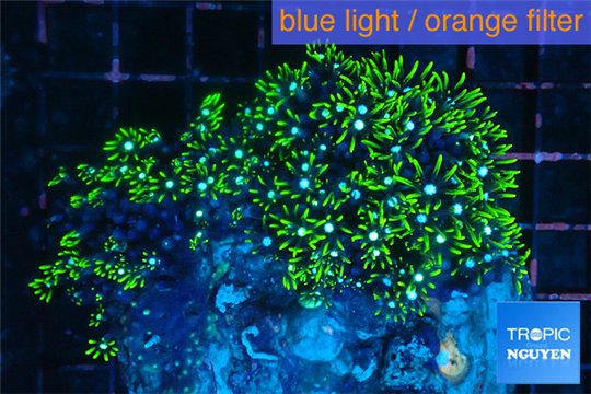 Pachyclavularia neon green 6-8 cm WYSIWYG acclimaté