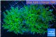Euphyllia paraancora Green purple 5-8 cm WYSIWYG acclimaté