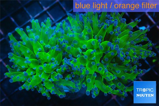 Euphyllia paraancora Green purple 5-8 cm WYSIWYG acclimaté