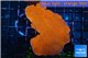 Montipora red cap 3-5 cm WYSIWYG acclimaté