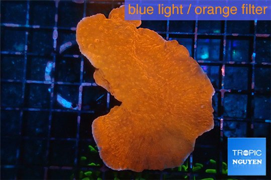 Montipora red cap 3-5 cm WYSIWYG acclimaté