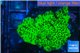 Montipora green & purple polyps 3-4 cm WYSIWYG acclimaté