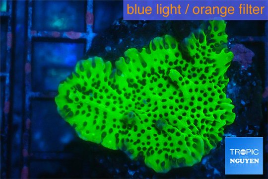 Montipora green & purple polyps 3-4 cm WYSIWYG acclimaté