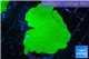Montipora green cap 3-5 cm WYSIWYG acclimaté