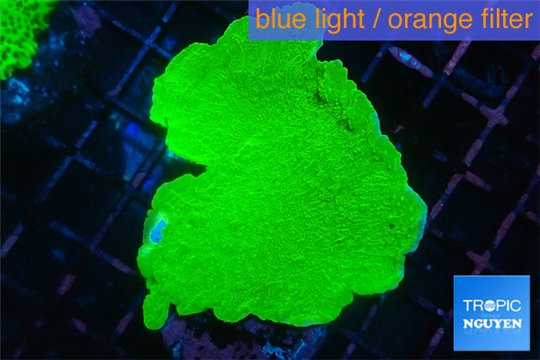 Montipora green cap 3-5 cm WYSIWYG acclimaté