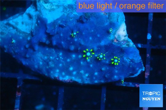 Pachyclavularia neon green 3-4 cm WYSIWYG acclimaté