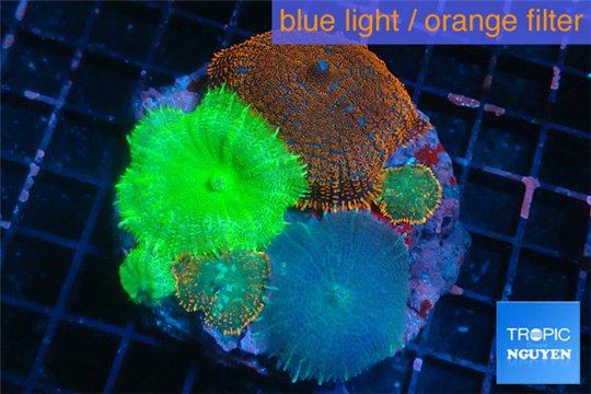 Rhodactis garden mixed color premium 7-12 cm WYSIWYG acclimaté