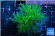 Euphyllia yayaemaensis green & purple tip 5-8 cm WYSIWYG acclimaté