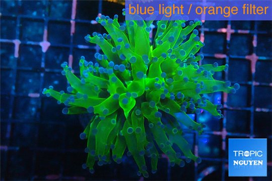 Euphyllia yayaemaensis green & purple tip 5-8 cm WYSIWYG acclimaté