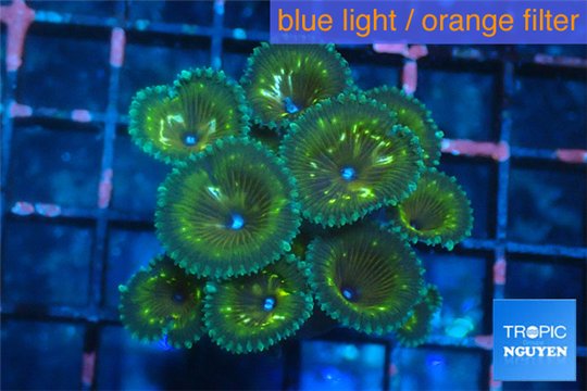 Palythoa green gold 2-4 cm WYSIWYG acclimaté