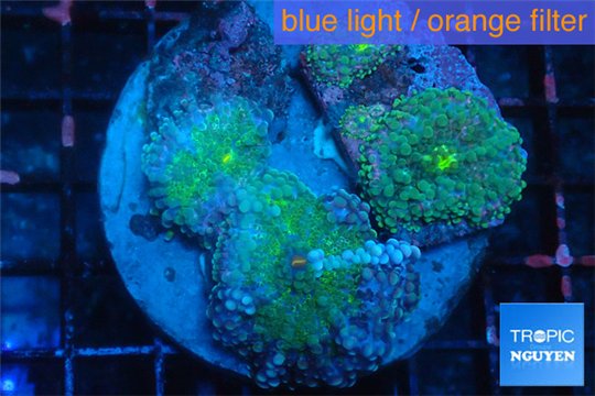 Ricordea yuma green purple 7-12 cm WYSIWYG acclimaté