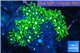 Pachyclavularia neon green 3-4 cm WYSIWYG acclimaté