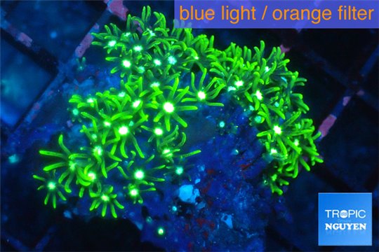 Pachyclavularia neon green 3-4 cm WYSIWYG acclimaté