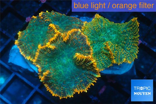 Rhodactis red fire forest 4-7 cm WYSIWYG acclimaté