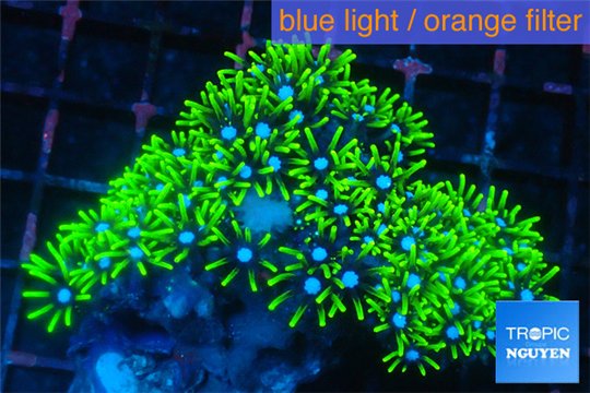 Pachyclavularia neon green 3-4 cm WYSIWYG acclimaté