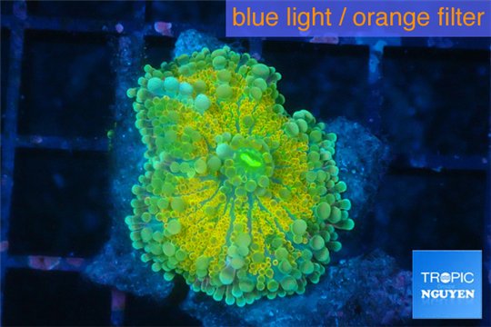 Ricordea yuma golden sunset 1 polyp WYSIWYG acclimaté