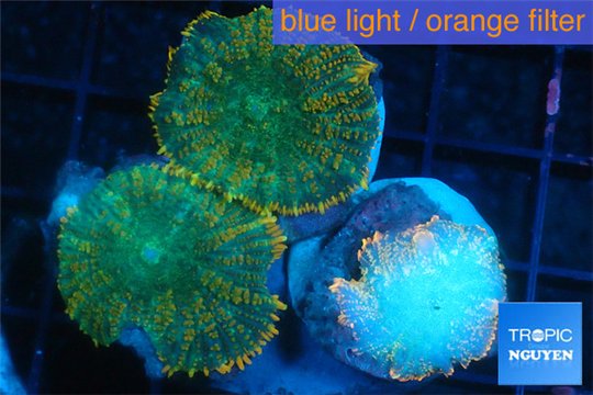 Rhodactis red fire forest 4-7 cm WYSIWYG acclimaté