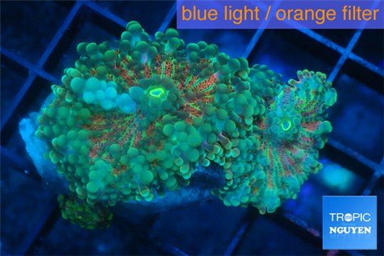 Ricordea yuma rainbow 2 polyps WYSIWYG acclimaté