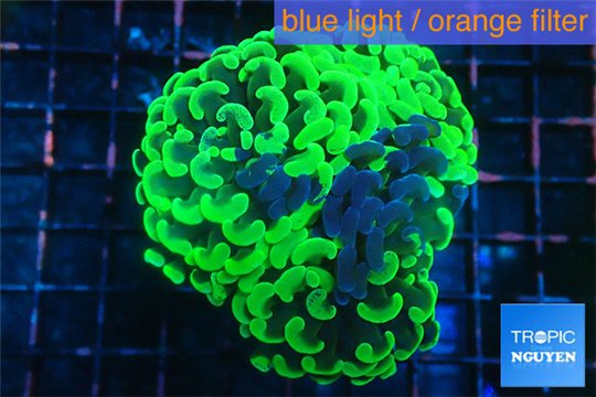 Euphyllia paraancora neon green 5-8 cm WYSIWYG acclimaté