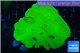 Montipora green plate 4-6 cm WYSIWYG acclimaté