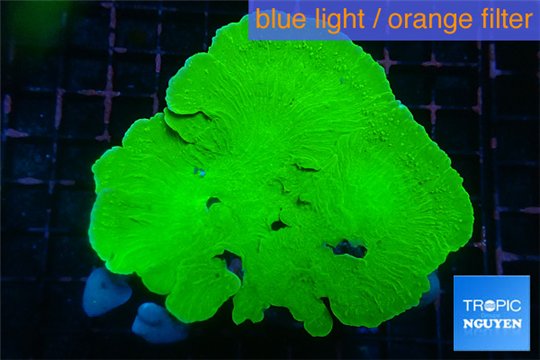 Montipora green plate 4-6 cm WYSIWYG acclimaté