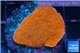 Montipora red cap 3-4 cm WYSIWYG acclimaté